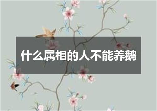 什么属相的人不能养鹅