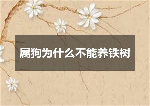 属狗为什么不能养铁树