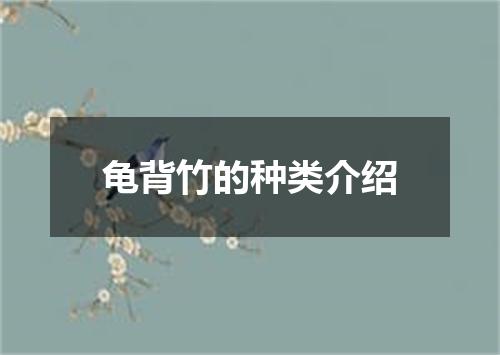 龟背竹的种类介绍