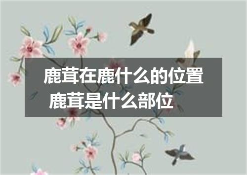 鹿茸在鹿什么的位置 鹿茸是什么部位