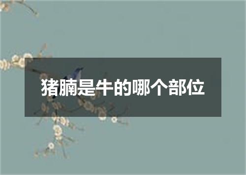 猪腩是牛的哪个部位