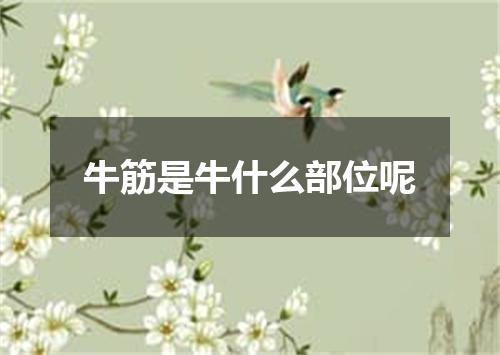 牛筋是牛什么部位呢