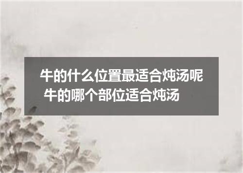 牛的什么位置最适合炖汤呢 牛的哪个部位适合炖汤