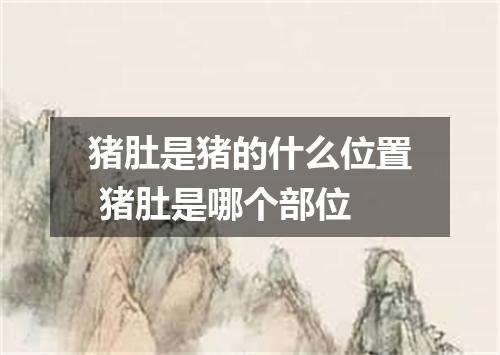 猪肚是猪的什么位置 猪肚是哪个部位