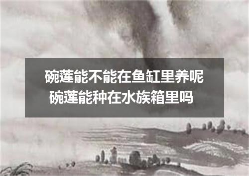 碗莲能不能在鱼缸里养呢 碗莲能种在水族箱里吗