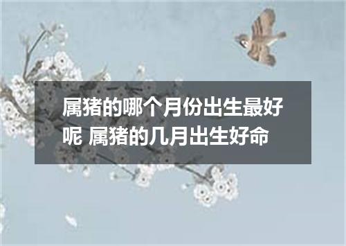 属猪的哪个月份出生最好呢 属猪的几月出生好命
