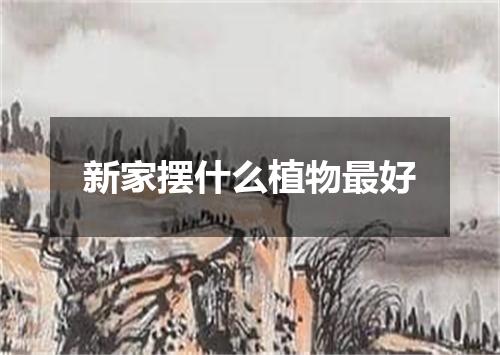 新家摆什么植物最好