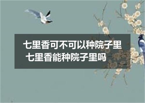 七里香可不可以种院子里 七里香能种院子里吗