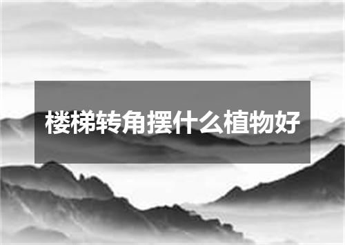 楼梯转角摆什么植物好