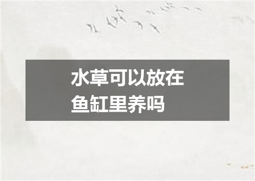 水草可以放在鱼缸里养吗