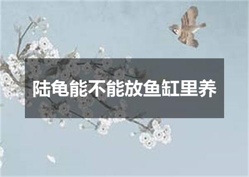 陆龟能不能放鱼缸里养