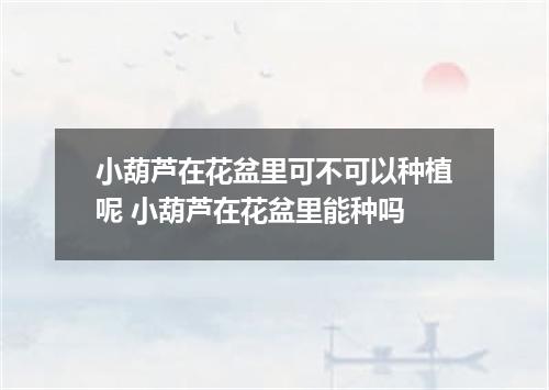 小葫芦在花盆里可不可以种植呢 小葫芦在花盆里能种吗