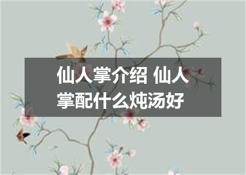 仙人掌介绍 仙人掌配什么炖汤好