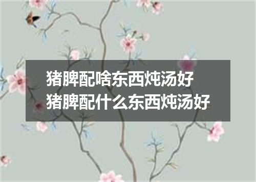 猪脾配啥东西炖汤好 猪脾配什么东西炖汤好