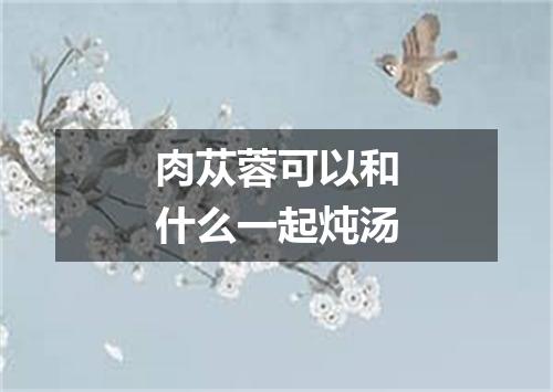 肉苁蓉可以和什么一起炖汤