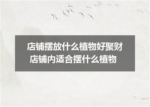 店铺摆放什么植物好聚财 店铺内适合摆什么植物