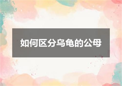 如何区分乌龟的公母