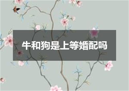 牛和狗是上等婚配吗