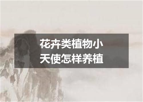 花卉类植物小天使怎样养植