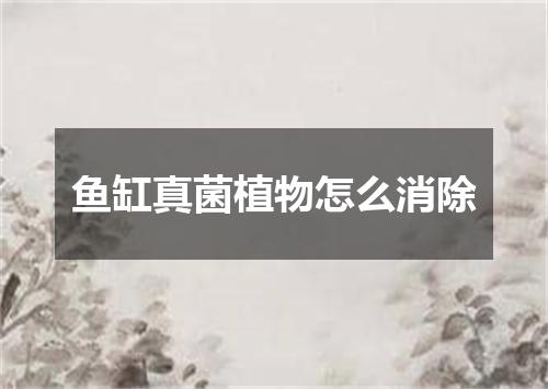 鱼缸真菌植物怎么消除