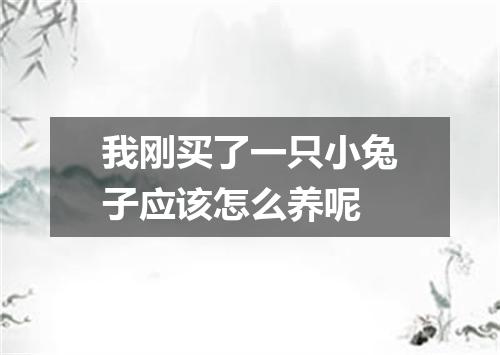 我刚买了一只小兔子应该怎么养呢