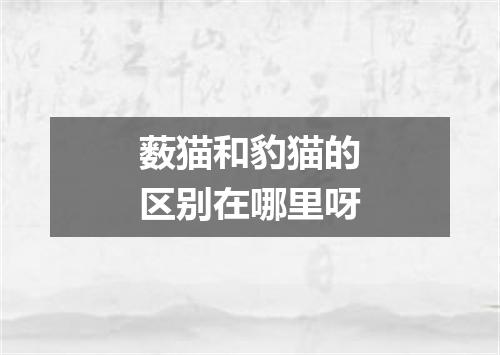薮猫和豹猫的区别在哪里呀