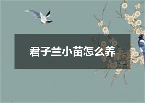 君子兰小苗怎么养