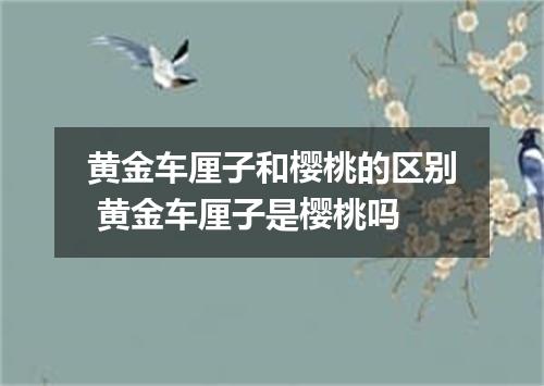 黄金车厘子和樱桃的区别 黄金车厘子是樱桃吗