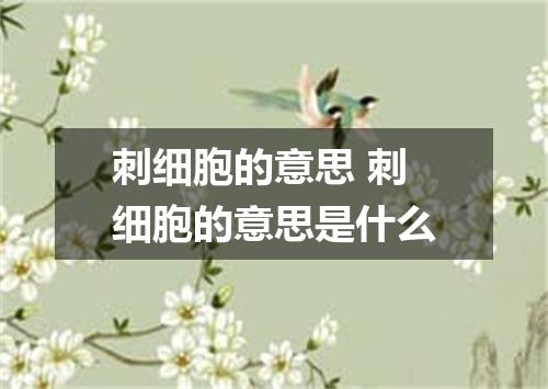 刺细胞的意思 刺细胞的意思是什么