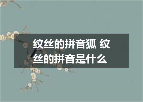 纹丝的拼音狐 纹丝的拼音是什么