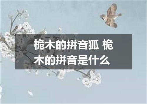 桅木的拼音狐 桅木的拼音是什么