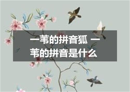 一苇的拼音狐 一苇的拼音是什么