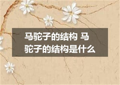 马驼子的结构 马驼子的结构是什么