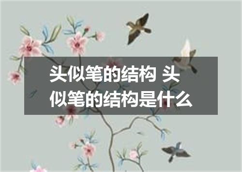 头似笔的结构 头似笔的结构是什么