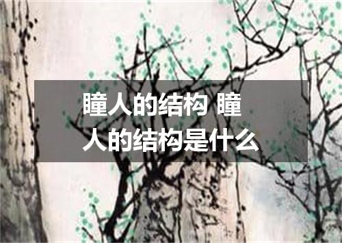 瞳人的结构 瞳人的结构是什么