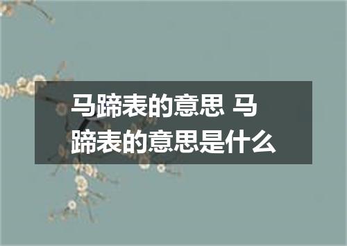 马蹄表的意思 马蹄表的意思是什么