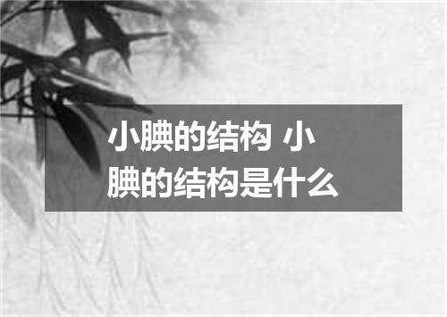小腆的结构 小腆的结构是什么