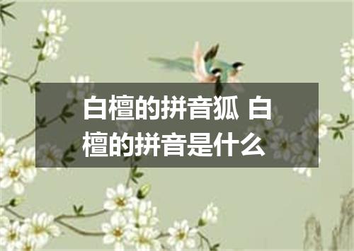 白檀的拼音狐 白檀的拼音是什么