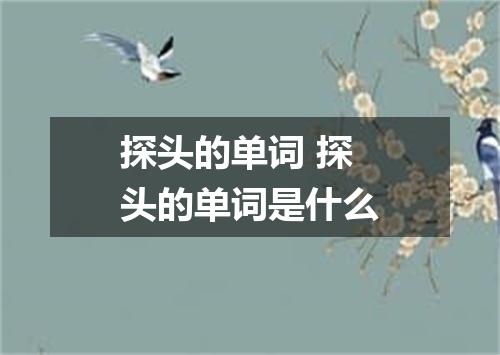 探头的单词 探头的单词是什么