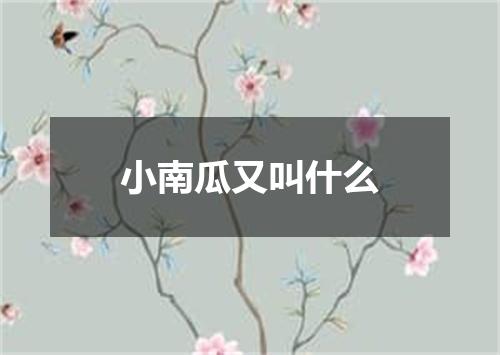 小南瓜又叫什么