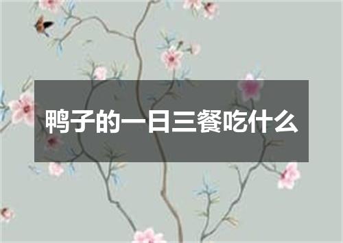 鸭子的一日三餐吃什么