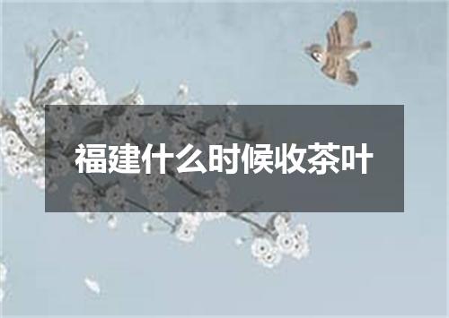 福建什么时候收茶叶