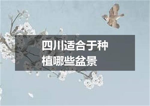 四川适合于种植哪些盆景