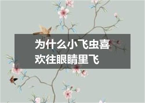 为什么小飞虫喜欢往眼睛里飞