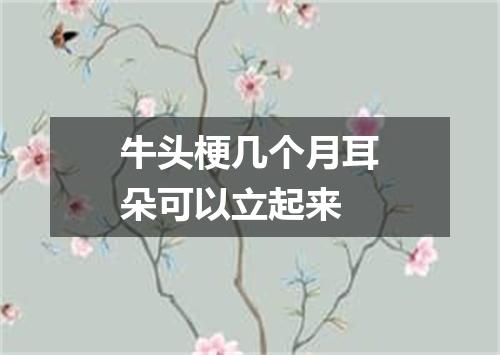 牛头梗几个月耳朵可以立起来
