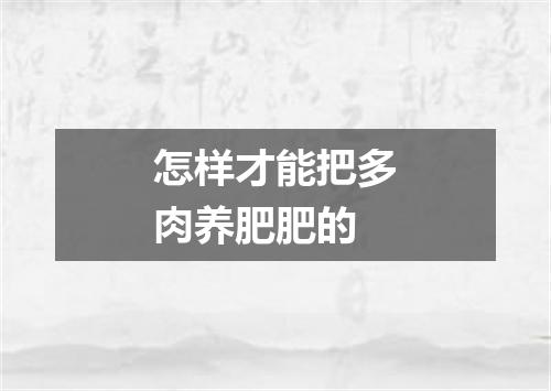 怎样才能把多肉养肥肥的