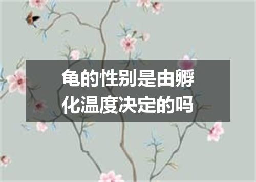 龟的性别是由孵化温度决定的吗