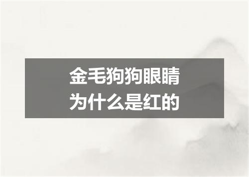 金毛狗狗眼睛为什么是红的