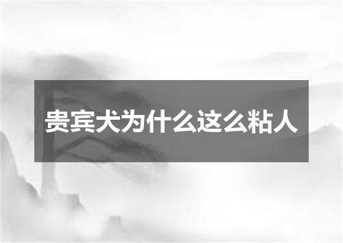 贵宾犬为什么这么粘人