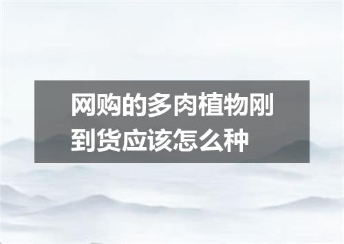 网购的多肉植物刚到货应该怎么种